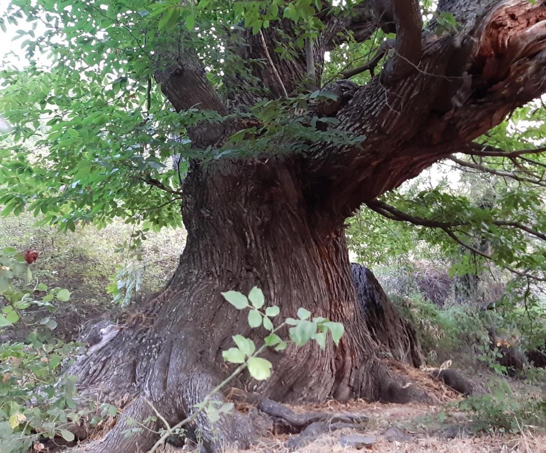 Casa Martina Pampaneira Daire Dış mekan fotoğraf